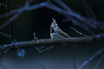Crested Tit Majesty: Stunning Titmouse, crested tit, Animal, titmouse HD wallpaper