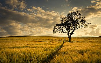 Big Tree Farm Field , Background HD wallpaper