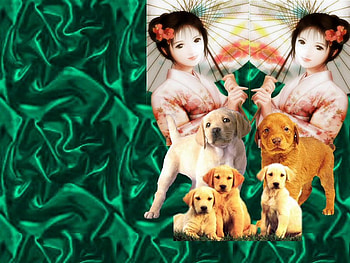 adorable puppies, puos, cute, loveable, adorable HD wallpaper