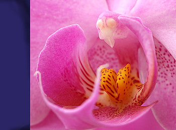 Macro Orchid, pink, beautiful, nature, orchid, macro HD wallpaper