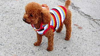 Cute dog, dog, lovely, outing, Cute HD wallpaper