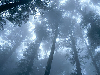 Nature, Trees, Forest, Fog, Crown, Crowns HD wallpaper