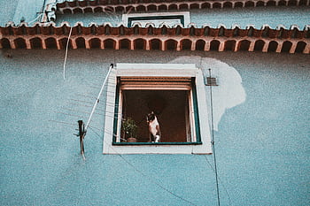 A cute cat peeks out from a blue wall window, showcasing distinct architectural details. HD wallpaper