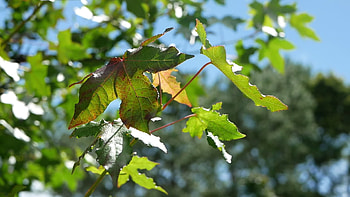 Swaying Trees, Stock Video Footage HD wallpaper
