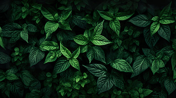Green Aesthetic, green aesthetic, nature, aesthetic HD wallpaper