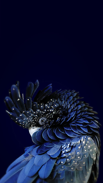 Parrot splendor, Colorful avian beauty HD phone wallpaper