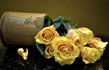 yellow roses, still life, flowers, roses, yellow HD wallpaper