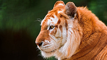 Animals, Predator, Tiger, Ears, Beast, Nose HD wallpaper