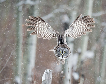 Great Grey Owl, winter, wings, birds, animl, grey, flight, owl HD wallpaper