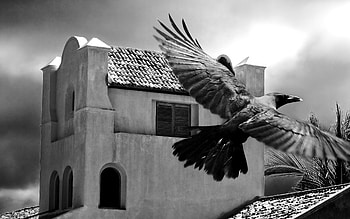 Animals, Sky, Building, Bird, Flight, Bw, Chb, Wave, Raven, Sweep HD wallpaper