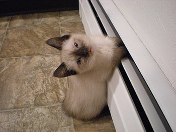 Paws in the fridge, kitten, cat, paws, fridge HD wallpaper
