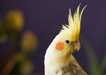 Happy cockatiel sale, Discounted feathered friends, Cheerful avian buddies, Affordable pet birds HD wallpaper