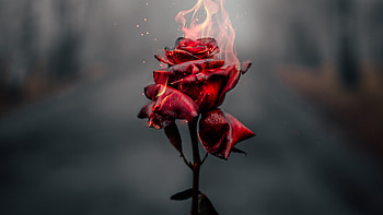 Rose on Fire, Roses HD wallpaper