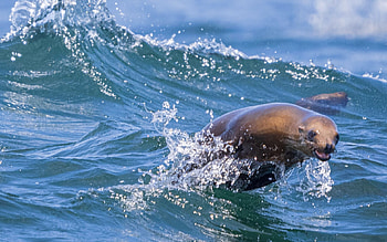 Sea Lion Swimming, animal, waves, America, sea lion, splash, ocean HD wallpaper