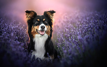 Border Collie, dog, animal, portrait HD wallpaper