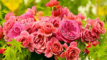 Pink Bouquet, pink, bouquet, roses, nature, flowers HD wallpaper
