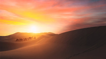 Camel Walking In The Desert, desert, camel, graphy HD wallpaper