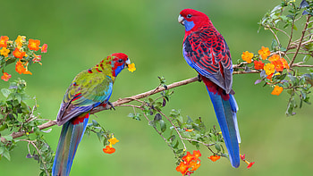 Parrot , , Stunning bird, Vibrant colors HD wallpaper