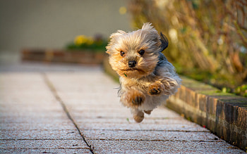 Yorkshire Terrier, , Yorkshire terrier running dog, Cute dog HD wallpaper