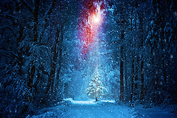 Winter Sunshine, sunrays, path, snow, trees, forest HD wallpaper