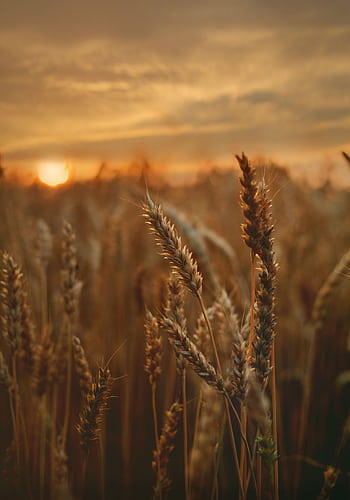 Close-up of a wheat field captured during a beautiful sunset, showcasing golden hues. HD phone wallpaper