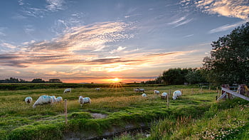 A peaceful landscape with sheep grazing in a lush green field at sunset on Pellworm, Germany. HD wallpaper
