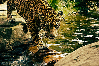 Predator, jungle, wild animal, leopard HD wallpaper