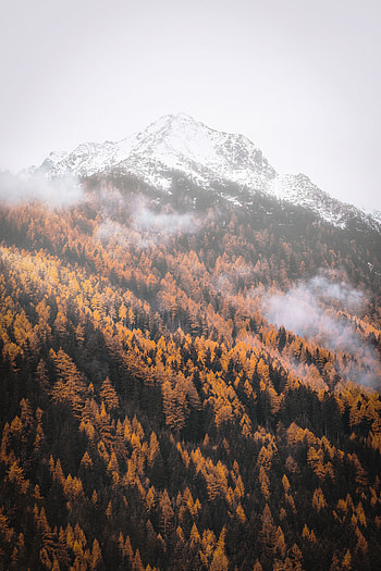 Autumn, forest, tree, yellow, mountains HD phone wallpaper