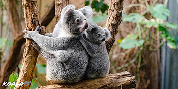 Koala bear , High-quality , KDE store , Stunning visual HD wallpaper