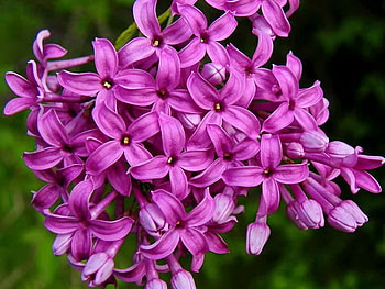 Lilac, cluster, pink, lilacs, flowers, blooms HD wallpaper