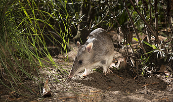 Bandicoots, Backyard wildlife, Flora and fauna, Ecosystem HD wallpaper