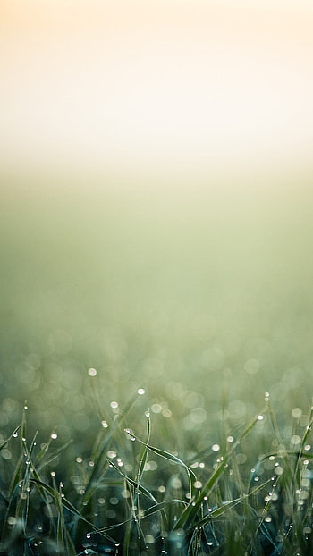 Clean, Blur Background, grass HD phone wallpaper