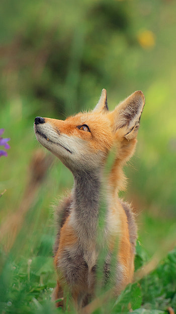 Little fox, Cute nature, X , Lovely HD phone wallpaper