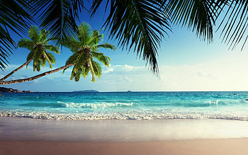 Sunshine-drenched sands, Playful beach scenes, Relaxing coastal vibes, Tropical bliss HD wallpaper