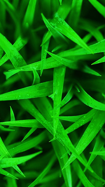 Earth grass mobile , Monochromatic graphy, Retina , Serene backdrop HD phone wallpaper