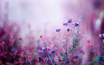 3D flowers Wallpapes - High Resolution, 3D Ultra Flower HD wallpaper