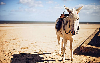 Animals, Sand, Shadow, Pony, Saddle HD wallpaper