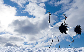 Animals, Bird, Couple, Pair, Beautiful, Stroll, Japanese Crane HD wallpaper