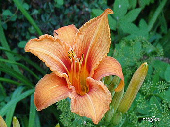Plants, Flowers, Lilies HD wallpaper