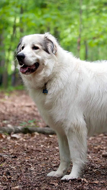 Huge Dog Breeds, Great Pyrenees HD phone wallpaper