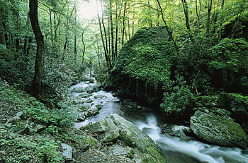 Great Smoky Mountains National Park, Tennessee, river, great, smoky, bushes, park, green, trees, national, nature, mountains, water, forest, tennessee HD wallpaper