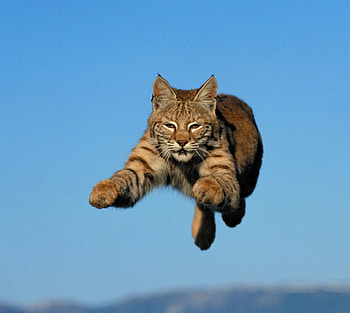 I'll catch you, cat, catch, nature, jump, wild HD wallpaper