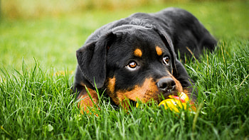 Rottweiler, dog, animal, resting HD wallpaper