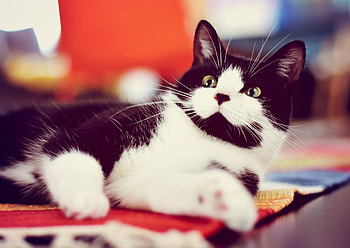 Animals, Cat, Lies, Spotty, Spotted, Nice, Sweetheart HD wallpaper