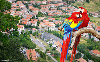 Pair Parrots over the City, colours, parrots, city, beauty HD wallpaper