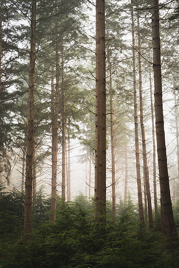 Fog, Nature, Trees, Pine, Forest HD phone wallpaper