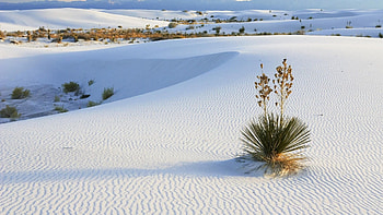 White Sands New Mexico, Gypsum dunes, White sand desert, Natural wonder HD wallpaper