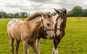 Horses, animal, nature, horse, pasture HD wallpaper