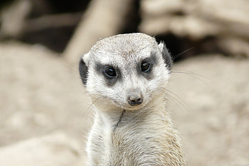 Animals, Muzzle, Sight, Opinion, Meerkat, Surikat HD wallpaper