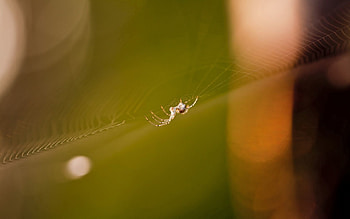 Web, Macro, Glare, Shine, Light, Spider HD wallpaper